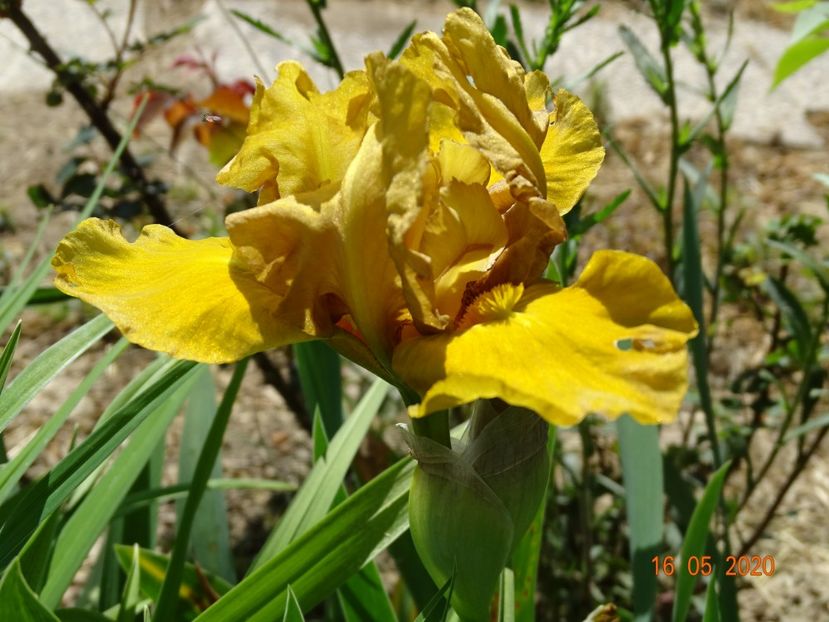 John - Irisi si bujori 2020