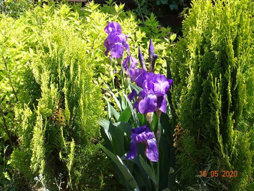 germanica - Irisi si bujori 2020