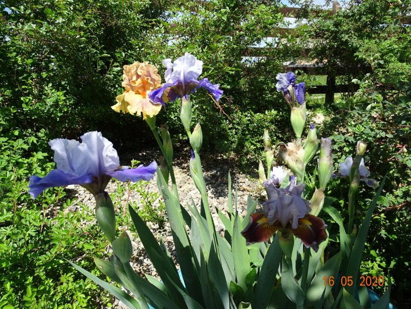 intermediari de la mimiana - Irisi si bujori 2020