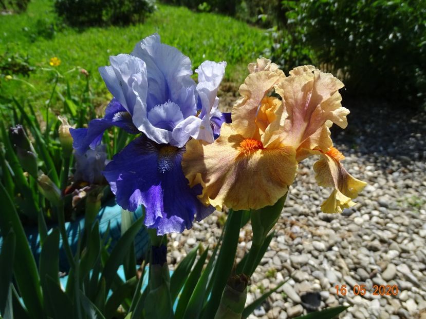 Mezza Cartuccia si Synergy - Irisi si bujori 2020