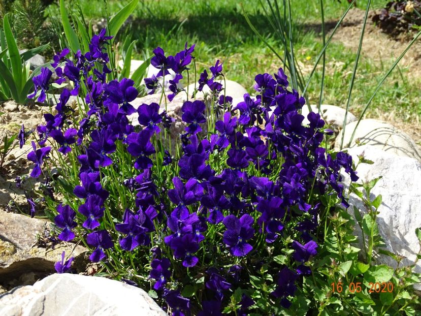 viola calcarata - Stancarie 2020 - inceputuri