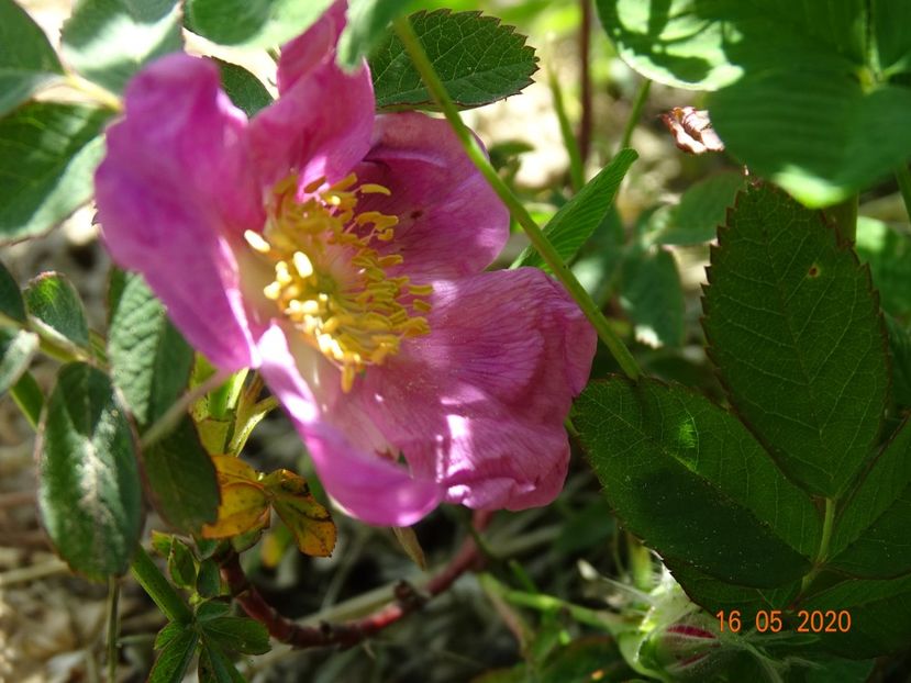 rosa californica? - Trandafiri 1