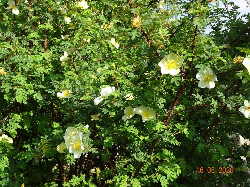 rosa hugonis - Trandafiri 1