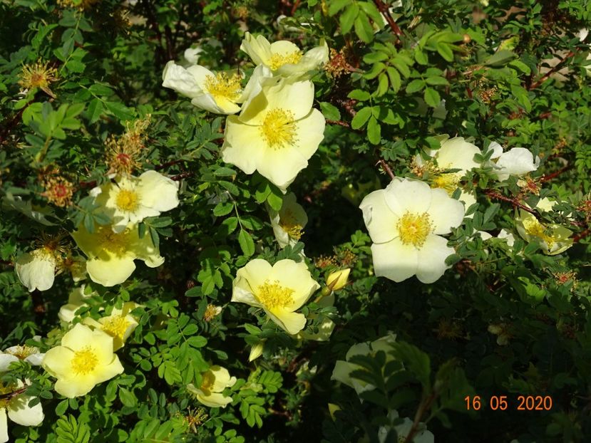 rosa hugonis - Trandafiri 1