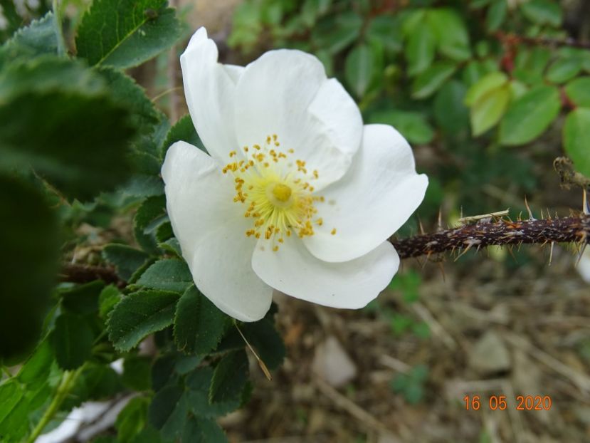 rosa pimpinellifolia - Trandafiri 1