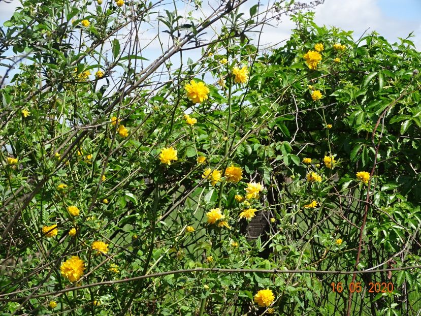 kerria japonica - Dobarland 2020 2