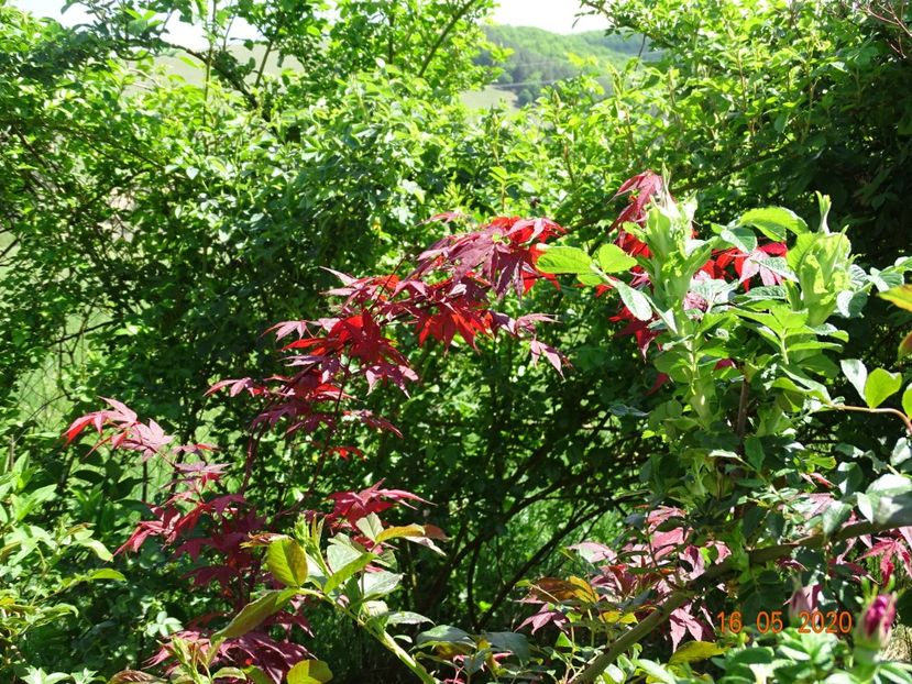 acer atropurpureum - Dobarland 2020 2