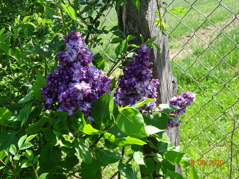 syringa Taras Bulba - Dobarland 2020 2