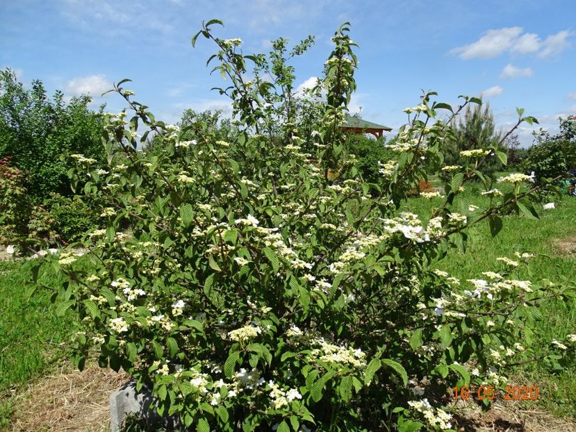 viburnum tomentosum - Dobarland 2020 2