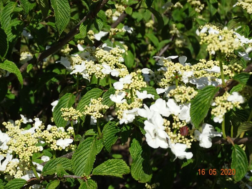 viburnum tomentosum - Dobarland 2020 2