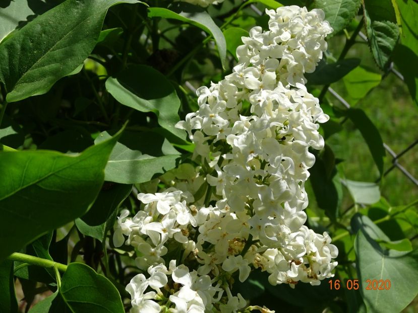 syringa Primerose - Dobarland 2020 2