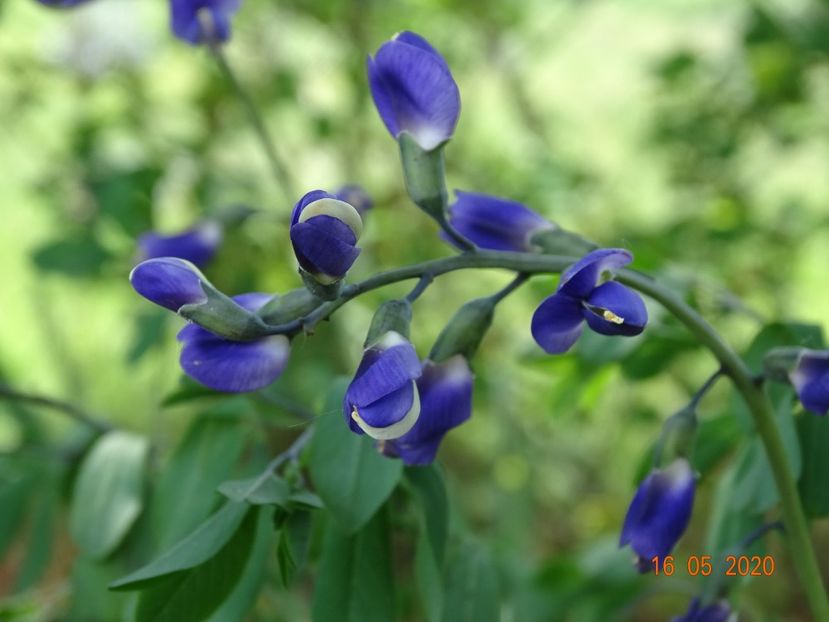 baptisia Purple Smoke - Dobarland 2020 2