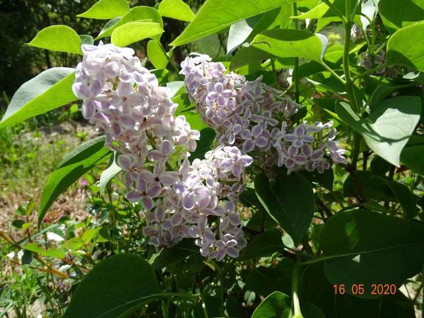 syringa Lila Wonder - Dobarland 2020 2