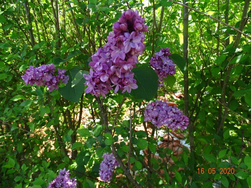 syringa Sarah Sands - Dobarland 2020 3