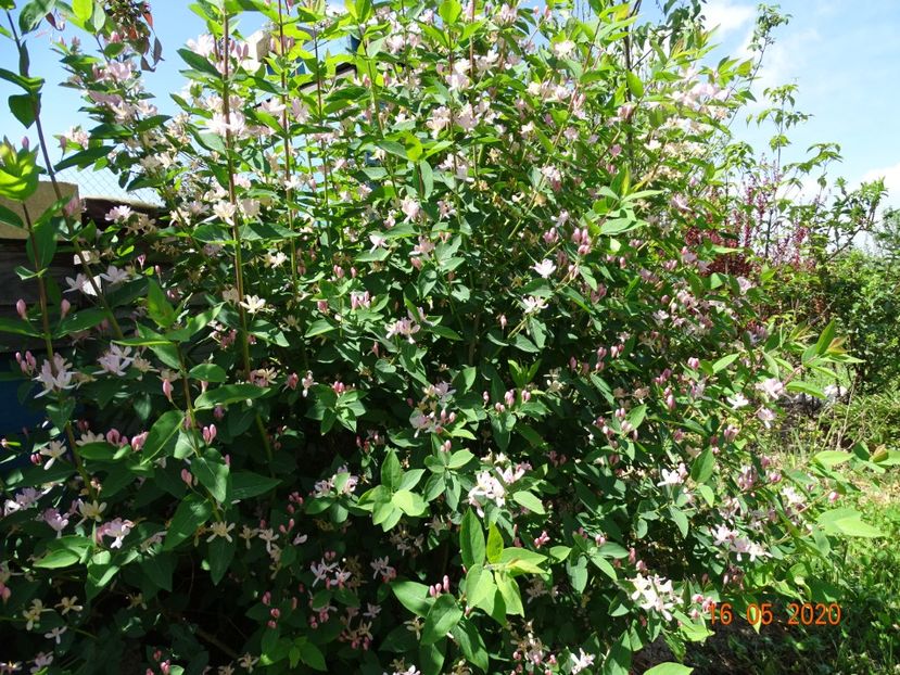 lonicera tatarica - Dobarland 2020 3