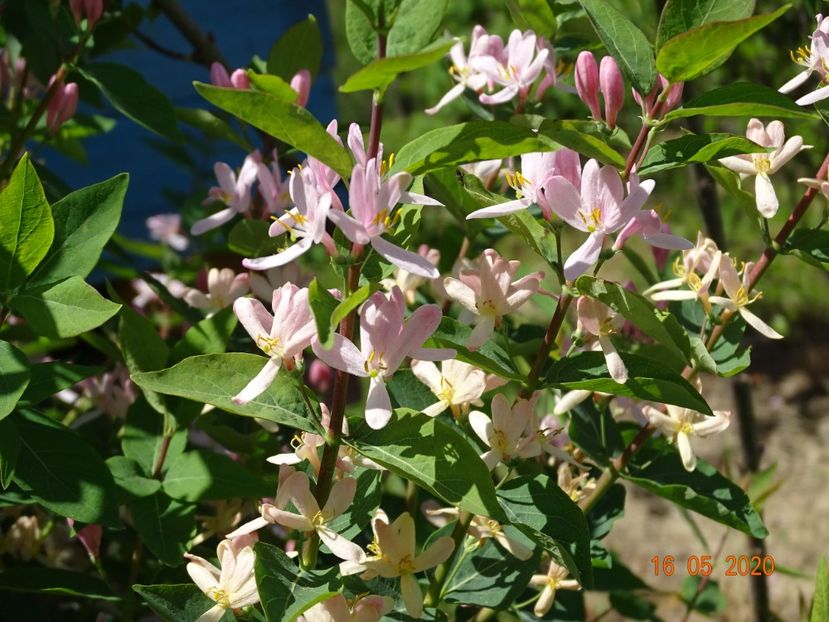 lonicera tatarica - Dobarland 2020 3