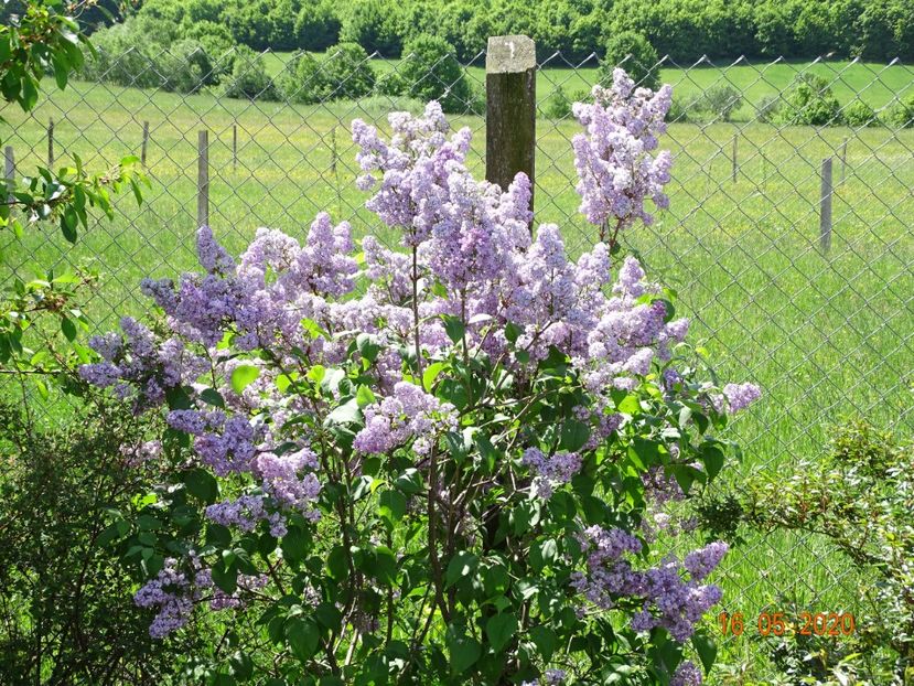 syringa Marechal Foch - Dobarland 2020 3
