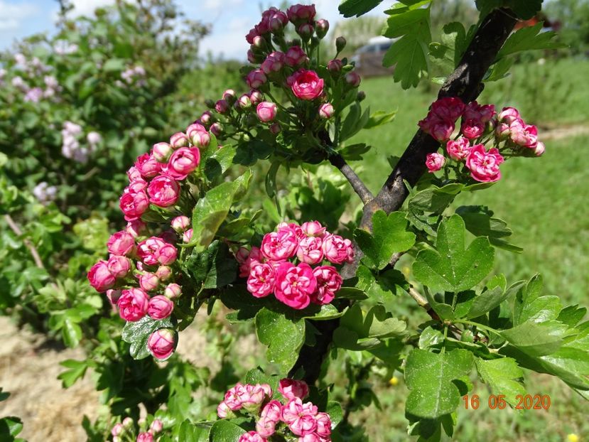 crataegus Paul Scarlet - Dobarland 2020 3