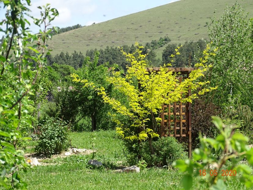 gleditsia Sunburst - Dobarland 2020 3