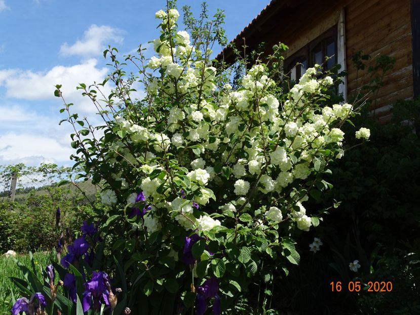 viburnum plicatum Popcorn - Dobarland 2020 3