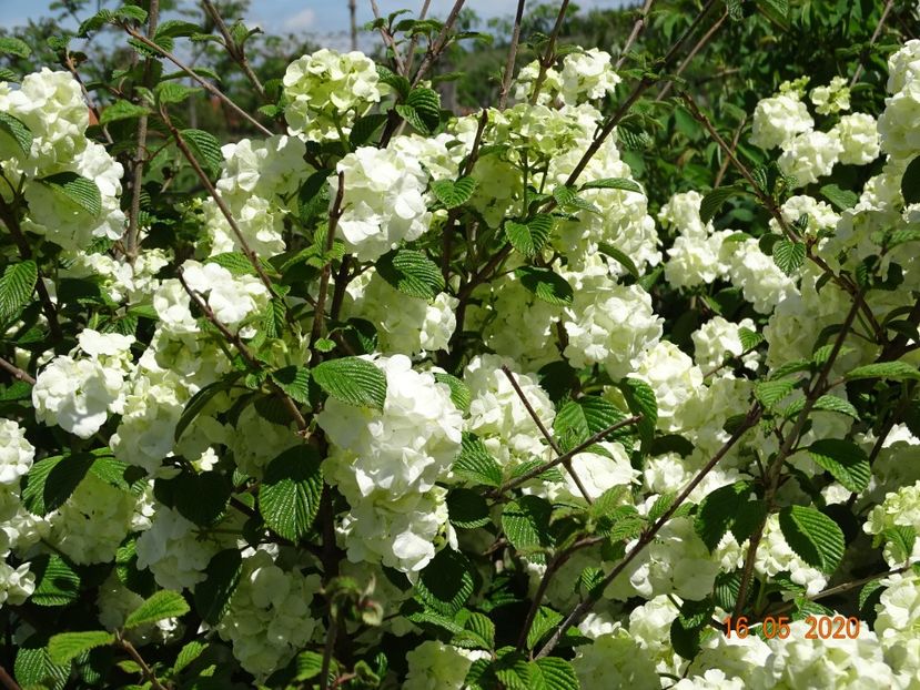 viburnum plicatum Popcorn - Dobarland 2020 3