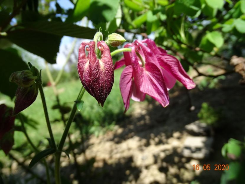 aquilegia - Dobarland 2020 3