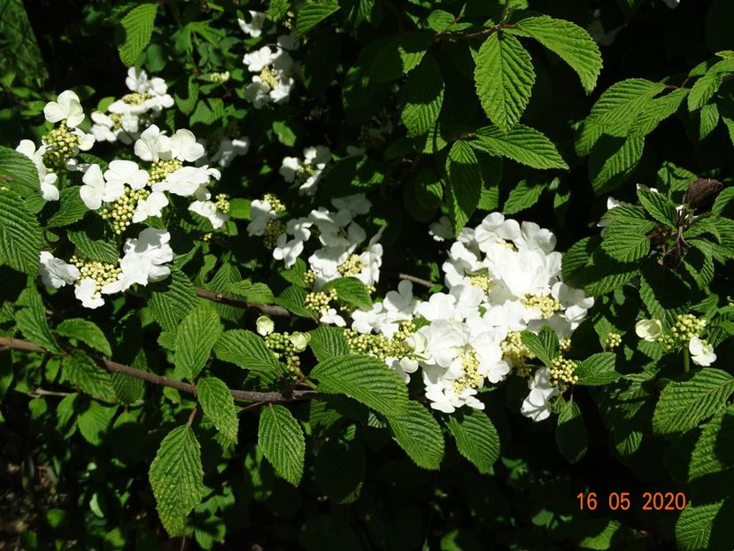 viburnum plic. Watanabe - Dobarland 2020 3