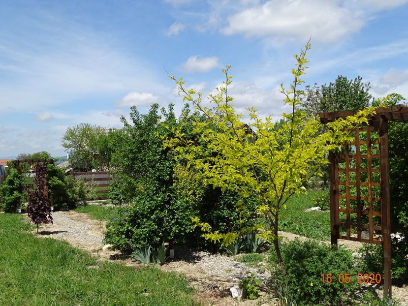 gleditsia Sunburst - Dobarland 2020 3