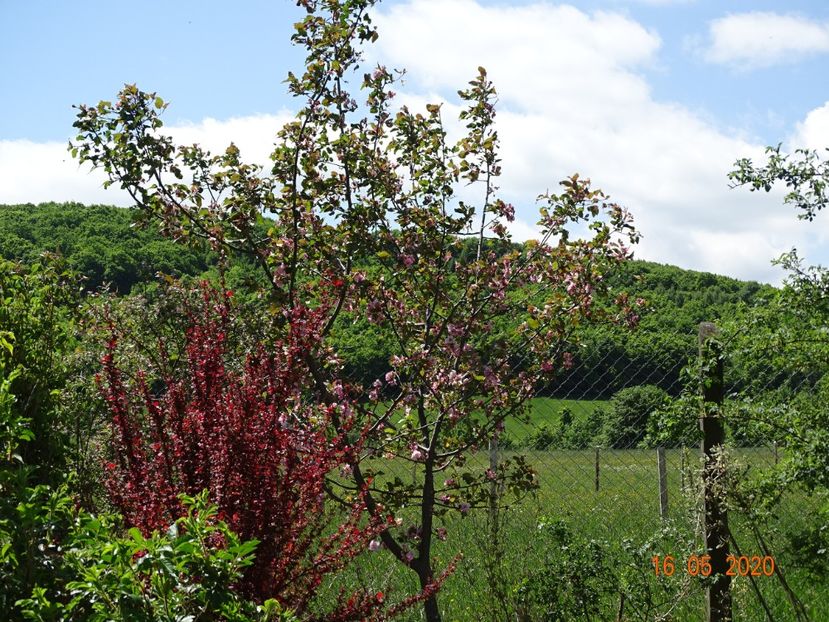 berberis Orange Rocket si malus Brandywine - Dobarland 2020 3