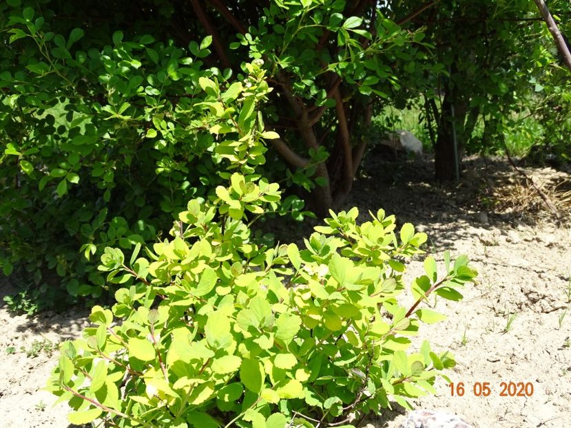 spiraea Tor Gold - Dobarland 2020 3
