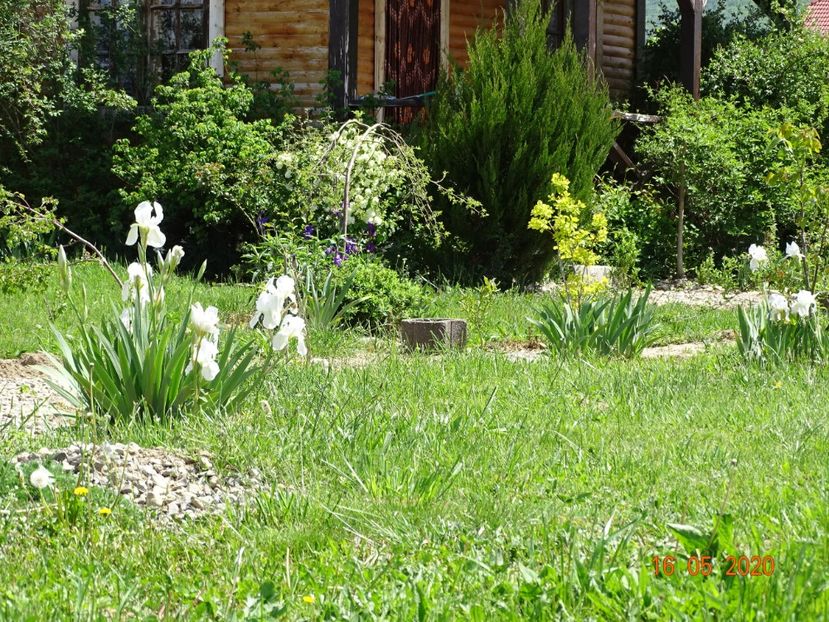 irisi florentina - Dobarland 2020 3