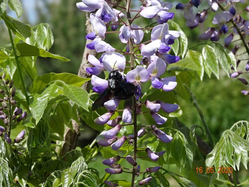 wisteria - Dobarland 2020 3