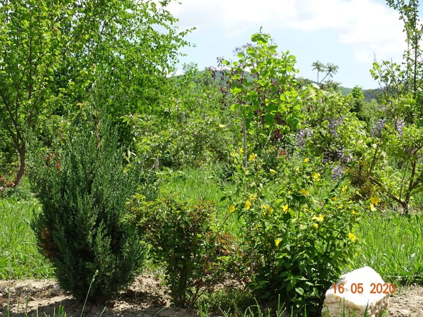 kerria jap. Golden Guinea - Dobarland 2020 3