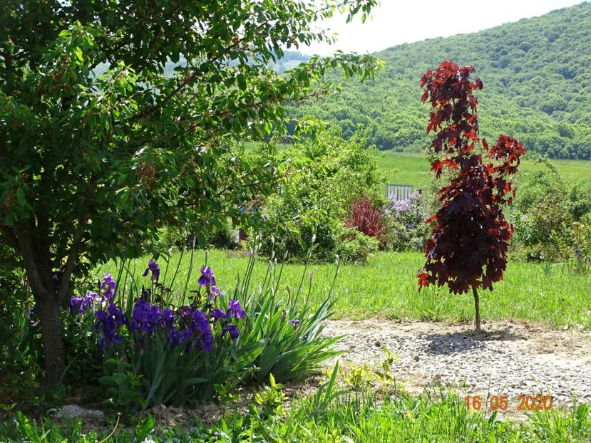 acer Crimson Sentry - Dobarland 2020 3