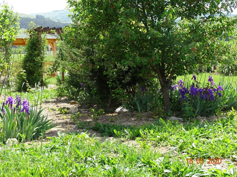 irisi germanica - Dobarland 2020 3