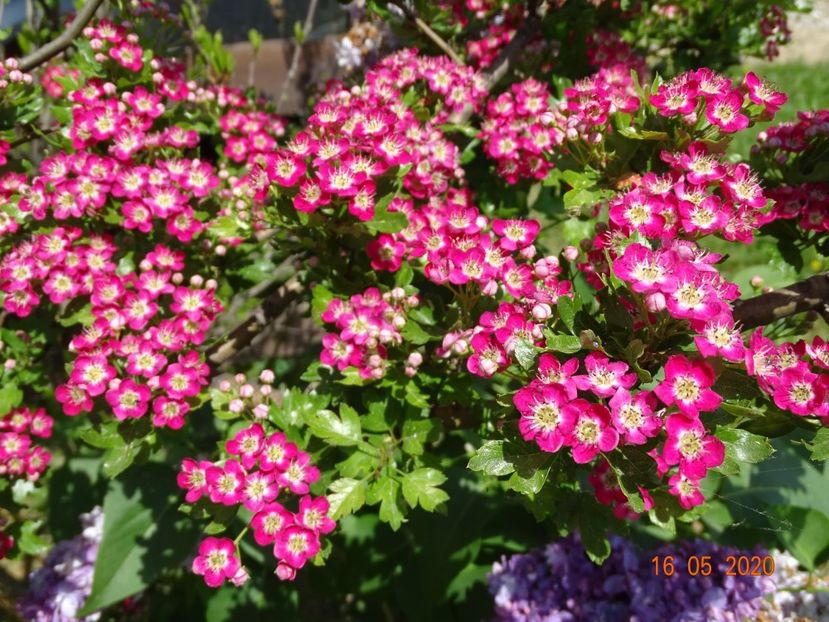 crataegus Punicea - Dobarland 2020 3