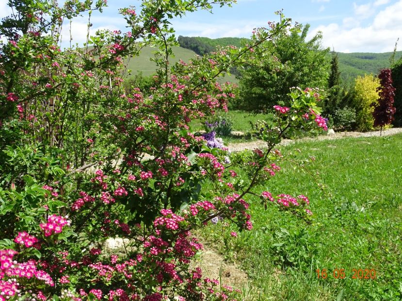 crataegus Punicea - Dobarland 2020 3