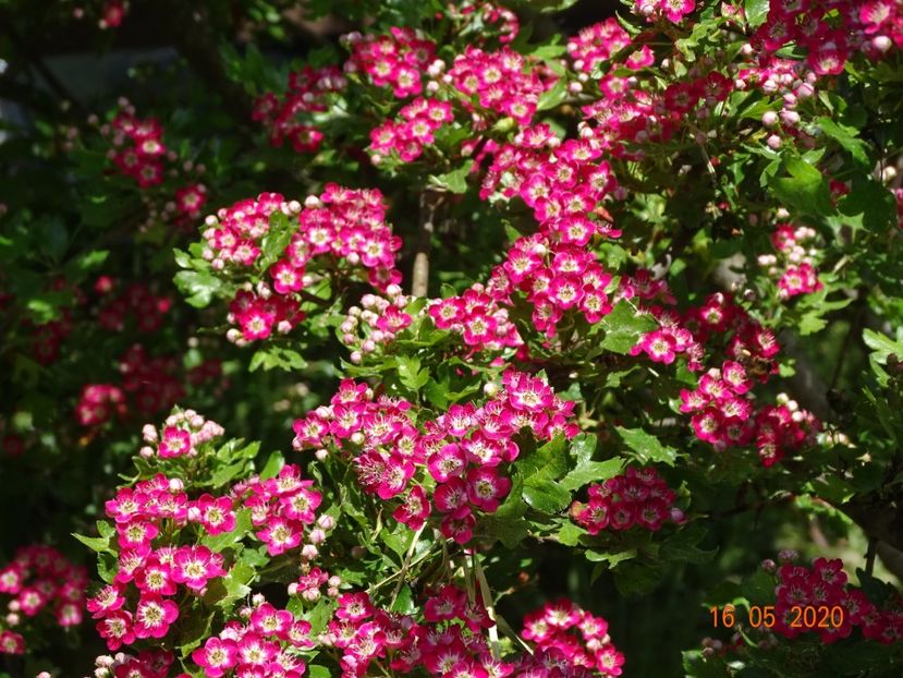 crataegus Punicea - Dobarland 2020 3