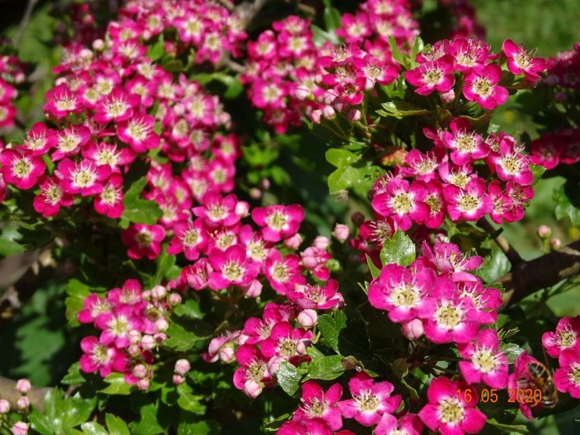 crataegus Punicea - Dobarland 2020 3
