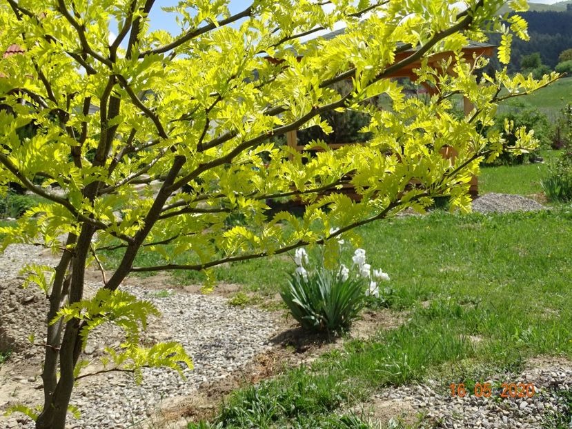 gleditsia Sunburst - Dobarland 2020 3