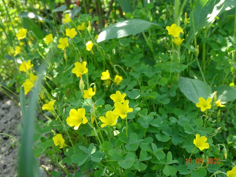 oxalis stricta - Dobarland 2020 3
