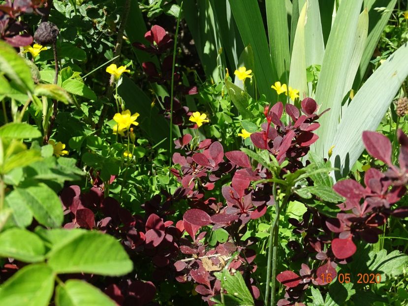 berberis Harlequin - Dobarland 2020 3