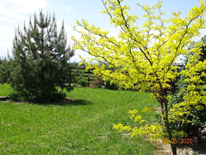 gleditsia Sunburst - Dobarland 2020 3