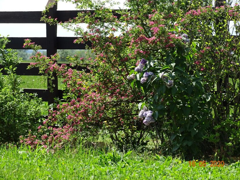 crataegus Punicea si syringa Nadezhda - Dobarland 2020 3