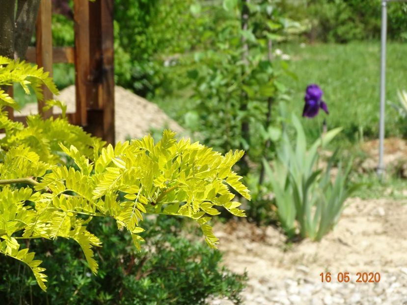 gleditsia Sunburst si iris Tuxedo - Dobarland 2020 3