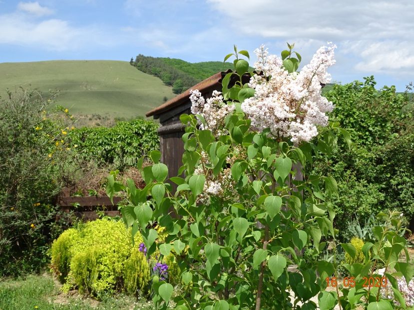 syringa California Rose - Dobarland 2020 3