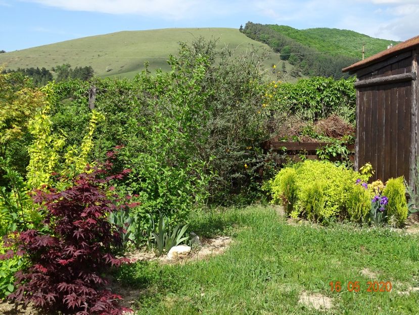 acer palmatum Trompenburg - Dobarland 2020 3