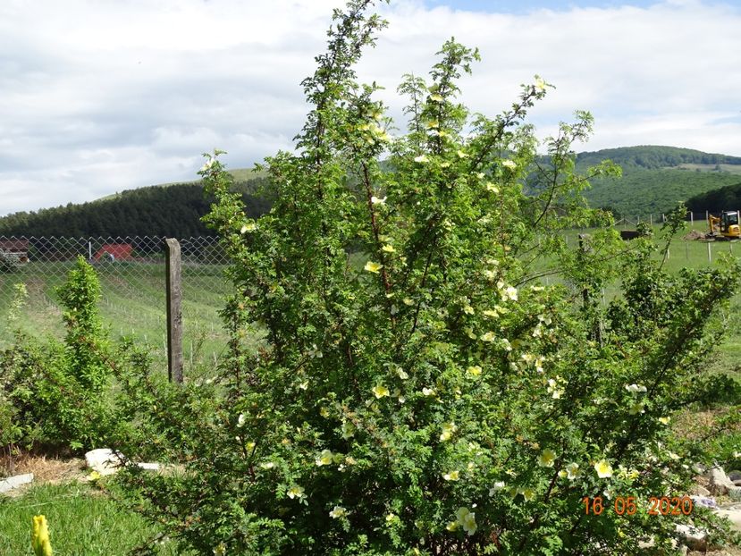 rosa hugonis - Dobarland 2020 3