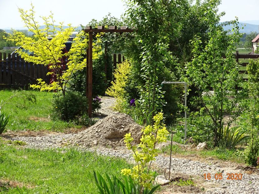 3 pete galbene, cotinus Golden Spirit, gleditsia Sunburst si physocarpus Darts Gold - Dobarland 2020 3