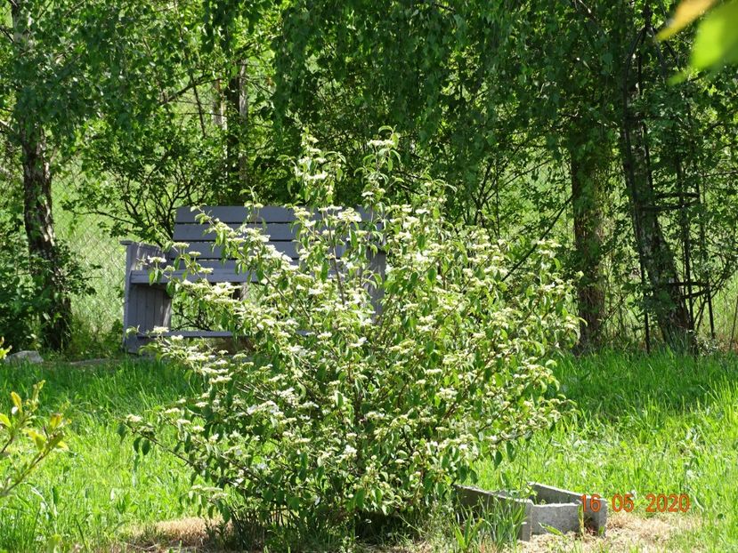 viburnum tomentosum - Dobarland 2020 3